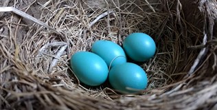 Bluebird nest.jpg