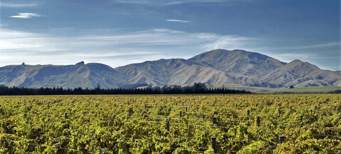 Wine-Trail-Wairarapa.jpg
