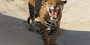 Leopard1-700x437.jpg