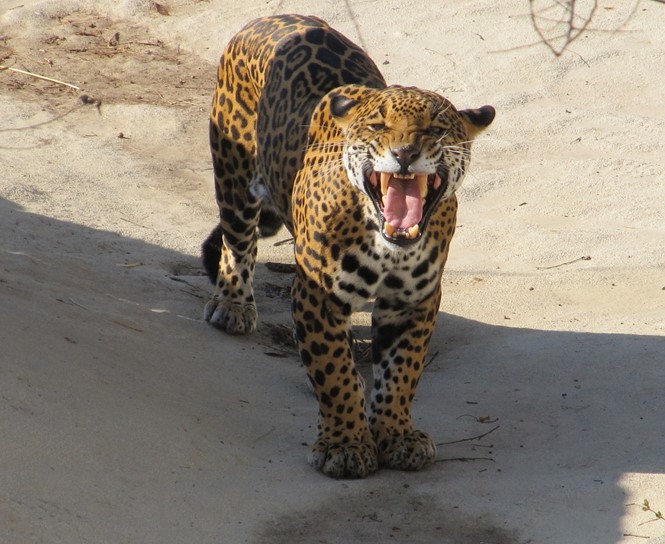 Leopard1-700x437.jpg