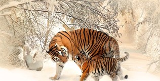 tiger-591359_640.jpg